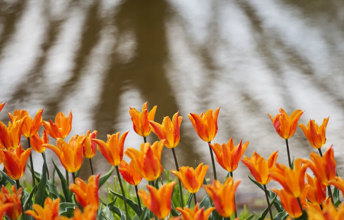 Photo wallpaper orange, tulips, flowerbed