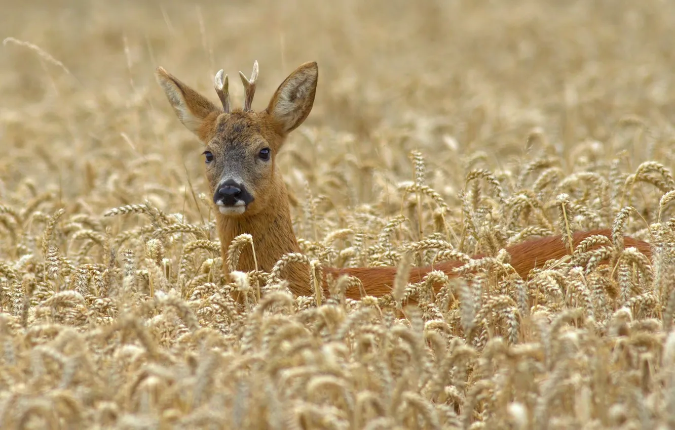 Photo wallpaper field, ears, ROE