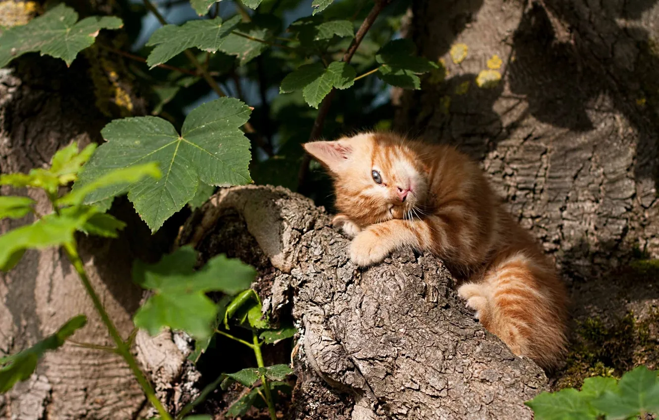 Photo wallpaper red, log, kitty