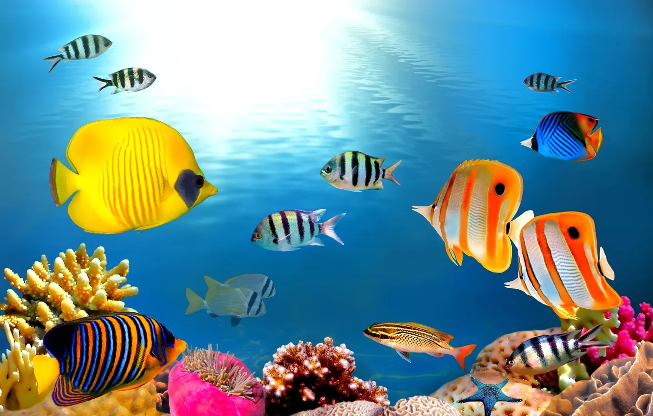 Photo wallpaper ocean, fishes, tropical, reef, coral, underrwater