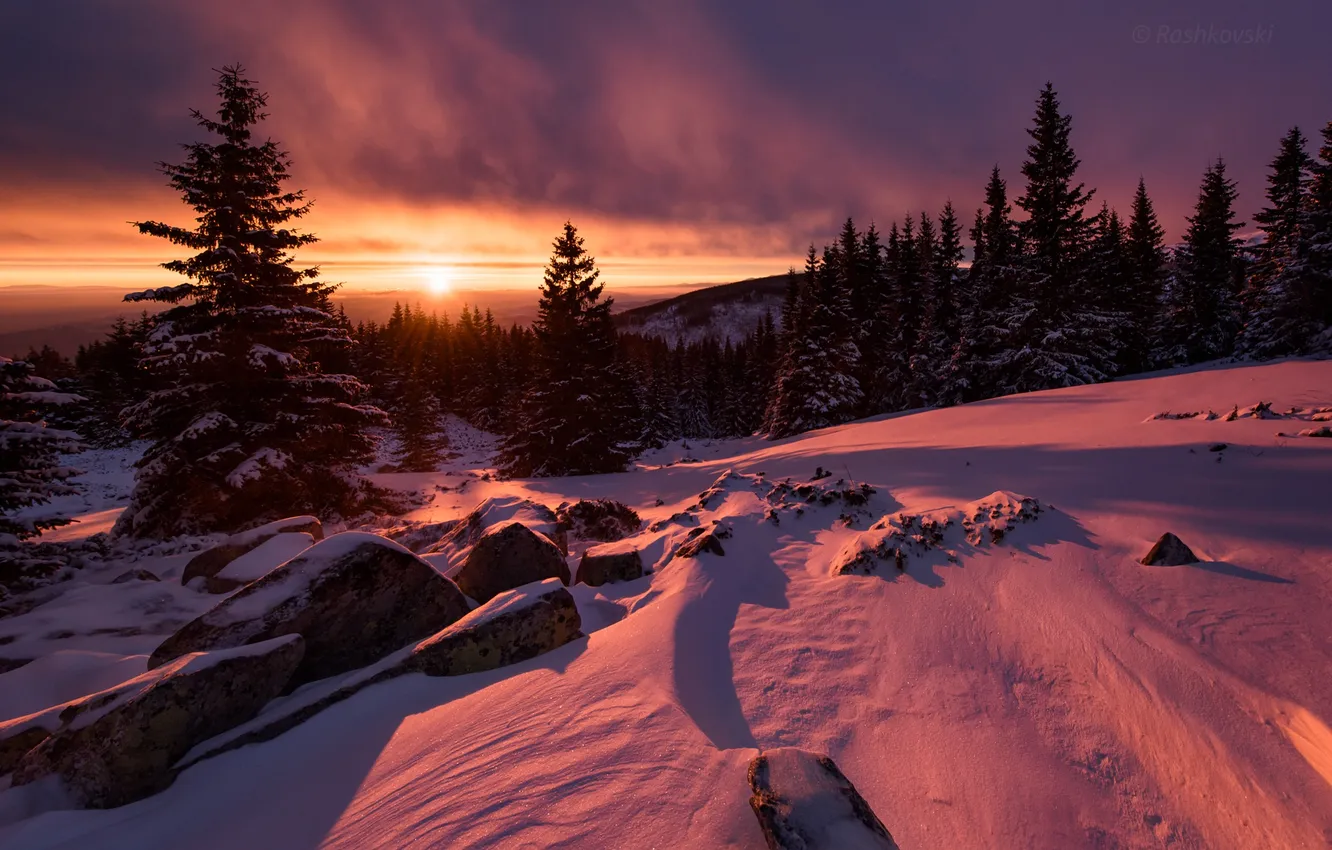 Photo wallpaper winter, snow, trees