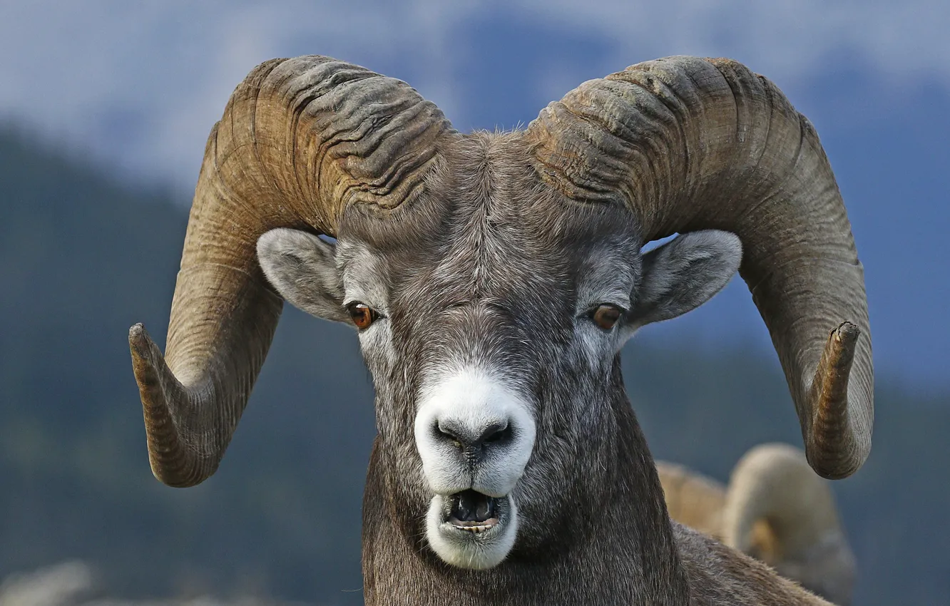 Photo wallpaper look, face, horns, RAM