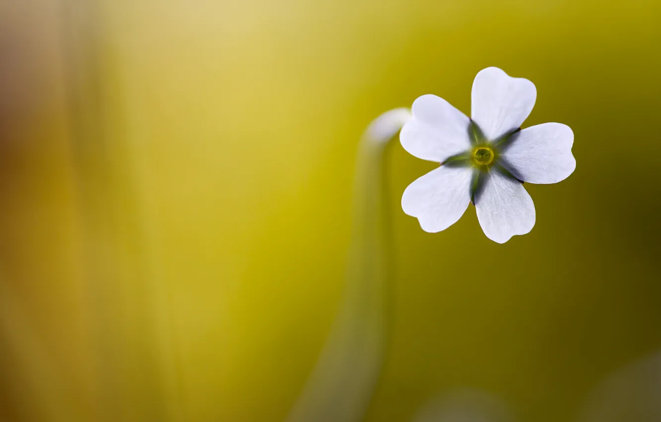 Photo wallpaper flower, nature, petals, stem
