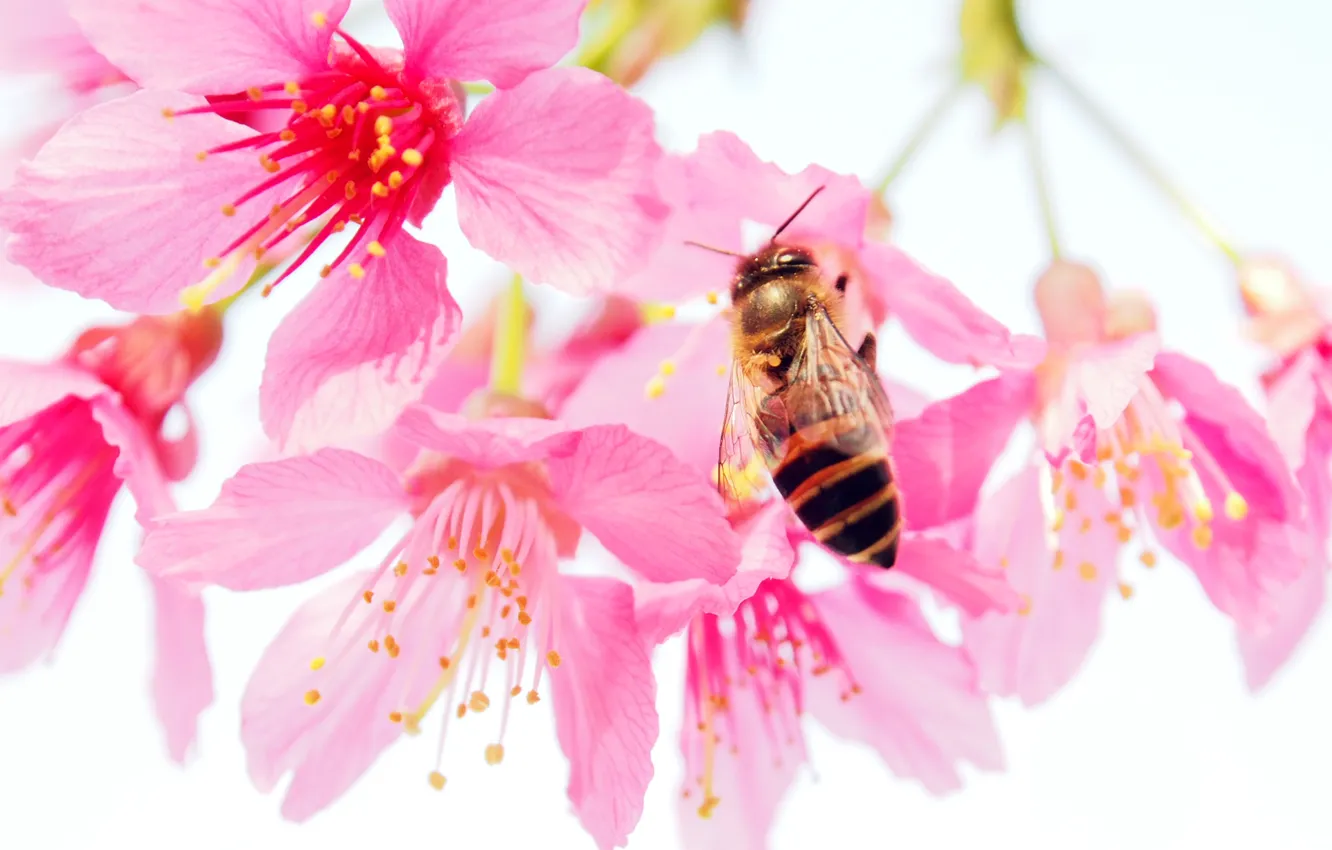 Photo wallpaper macro, flowers, bee