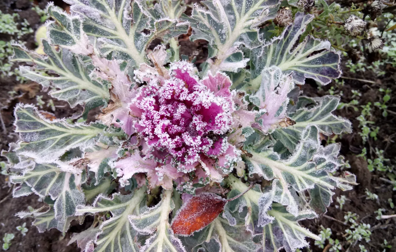 Photo wallpaper frost, frost, Ornamental Kale