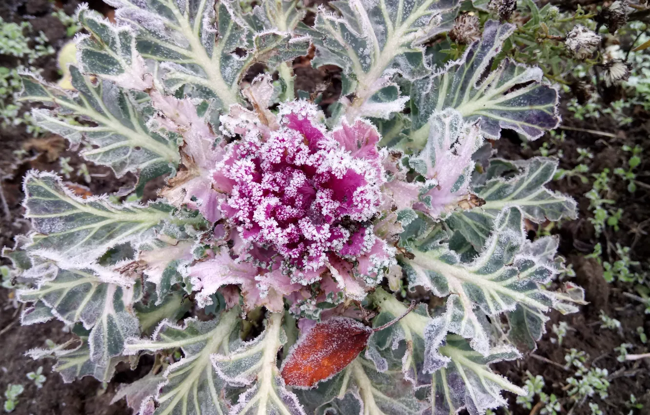 Photo wallpaper Frost, Frost, Ornamental Kale