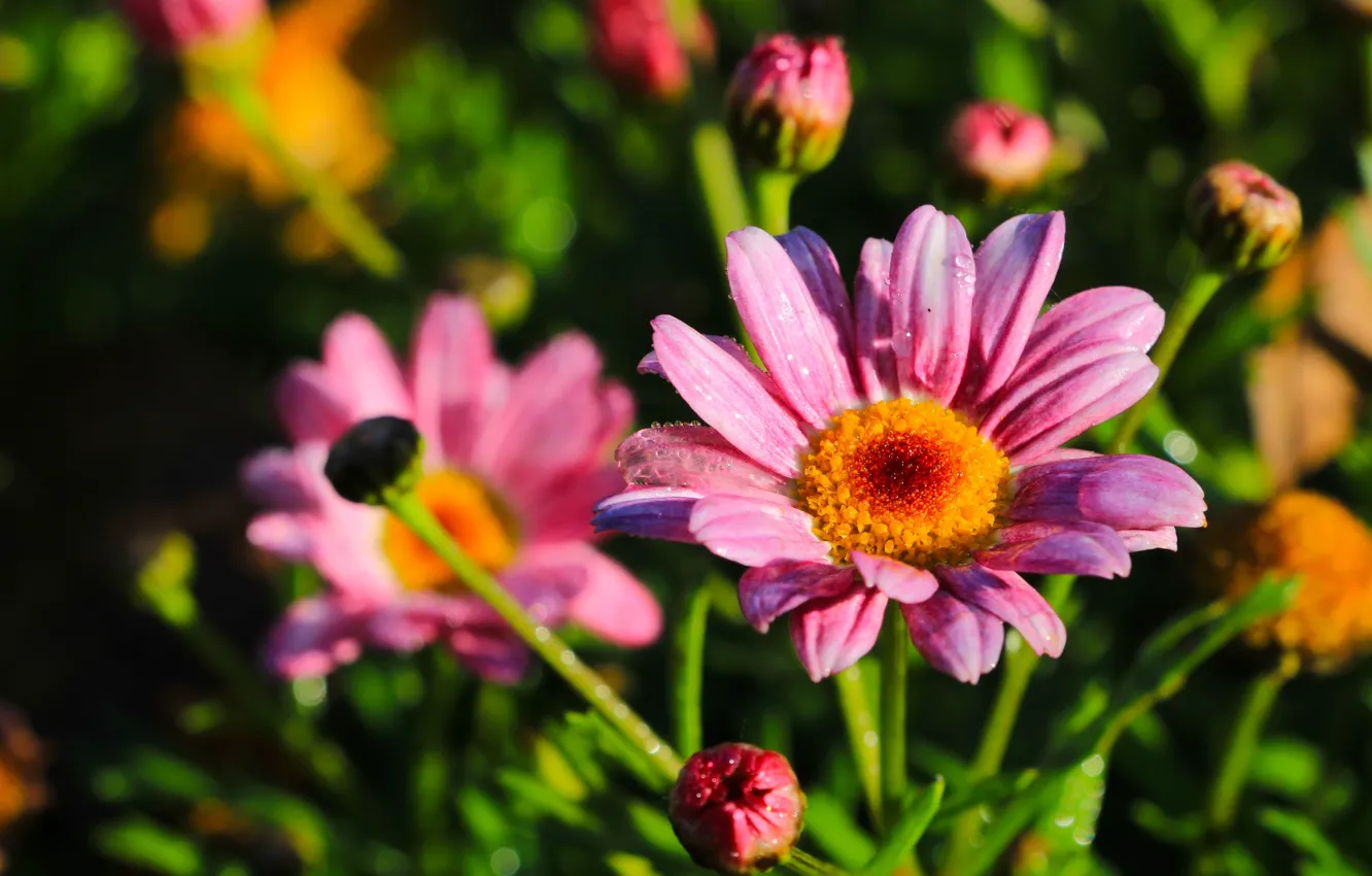 Photo wallpaper flower, autumn, garden, blooming, aster