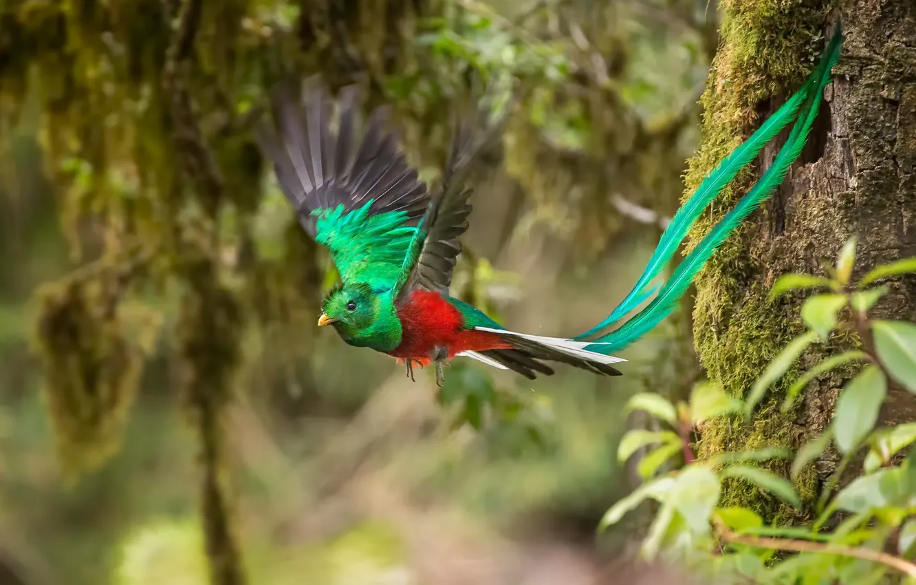 Photo wallpaper feathers, tail, flight, Quezal, Quetzal, Pharomachrus mocinno, Quetzal