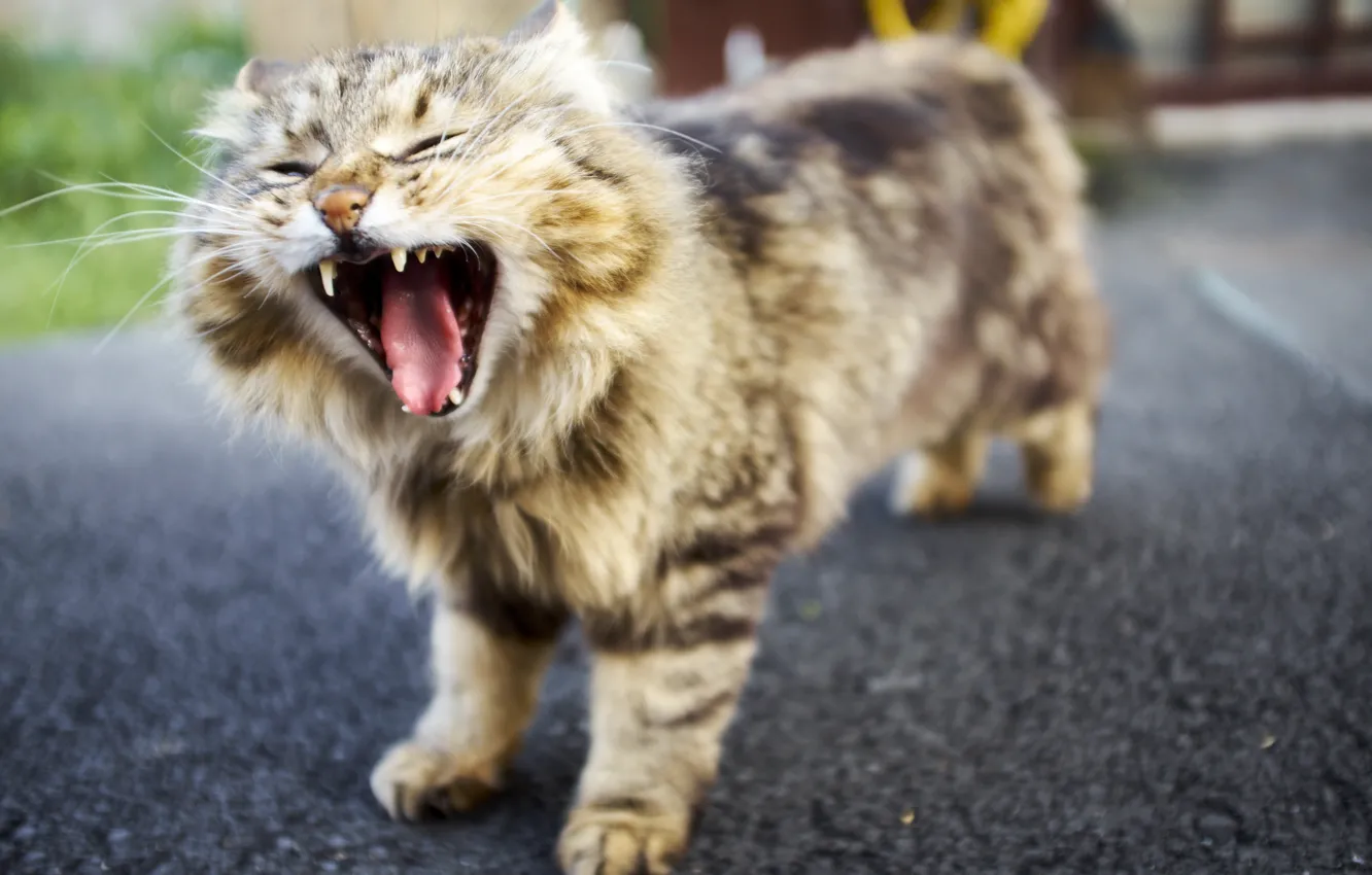 Photo wallpaper cat, background, yawns
