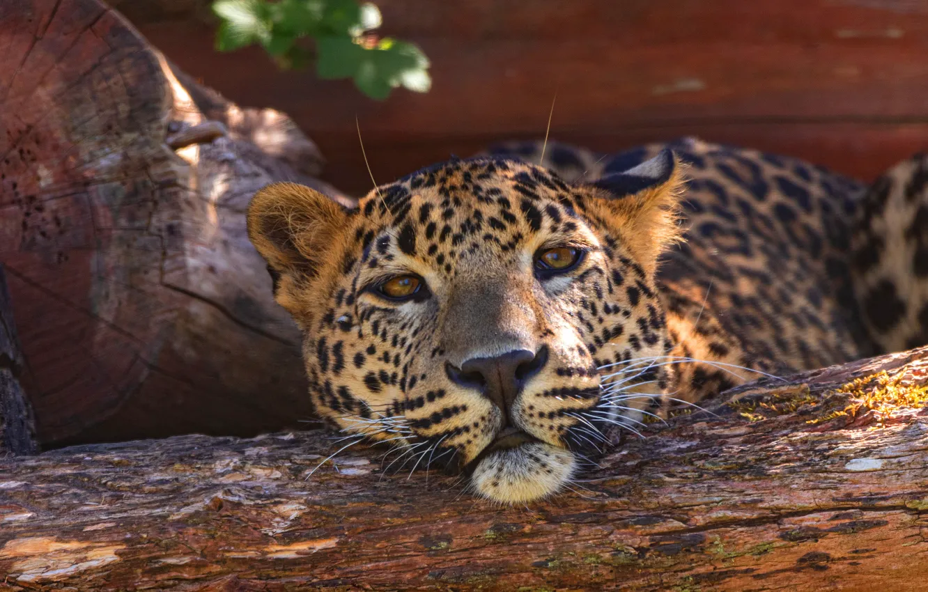 Photo wallpaper face, leopard, log