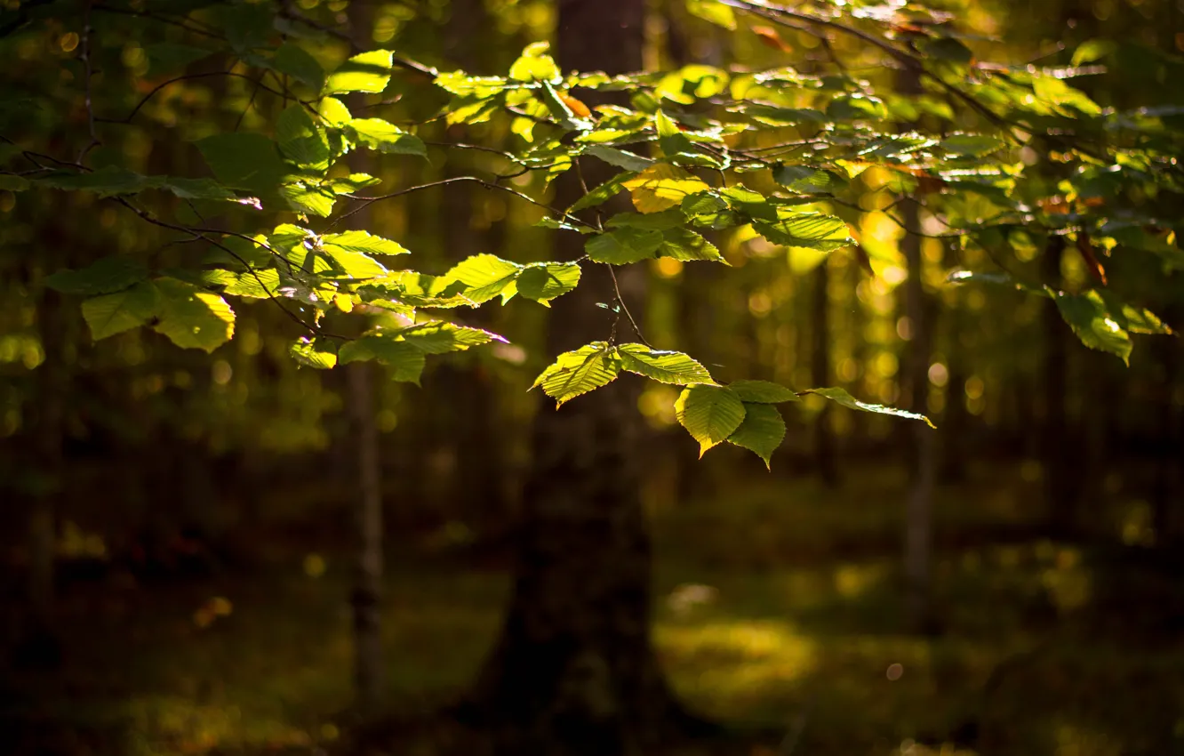 Photo wallpaper forest, leaves, branches, tree, bokeh