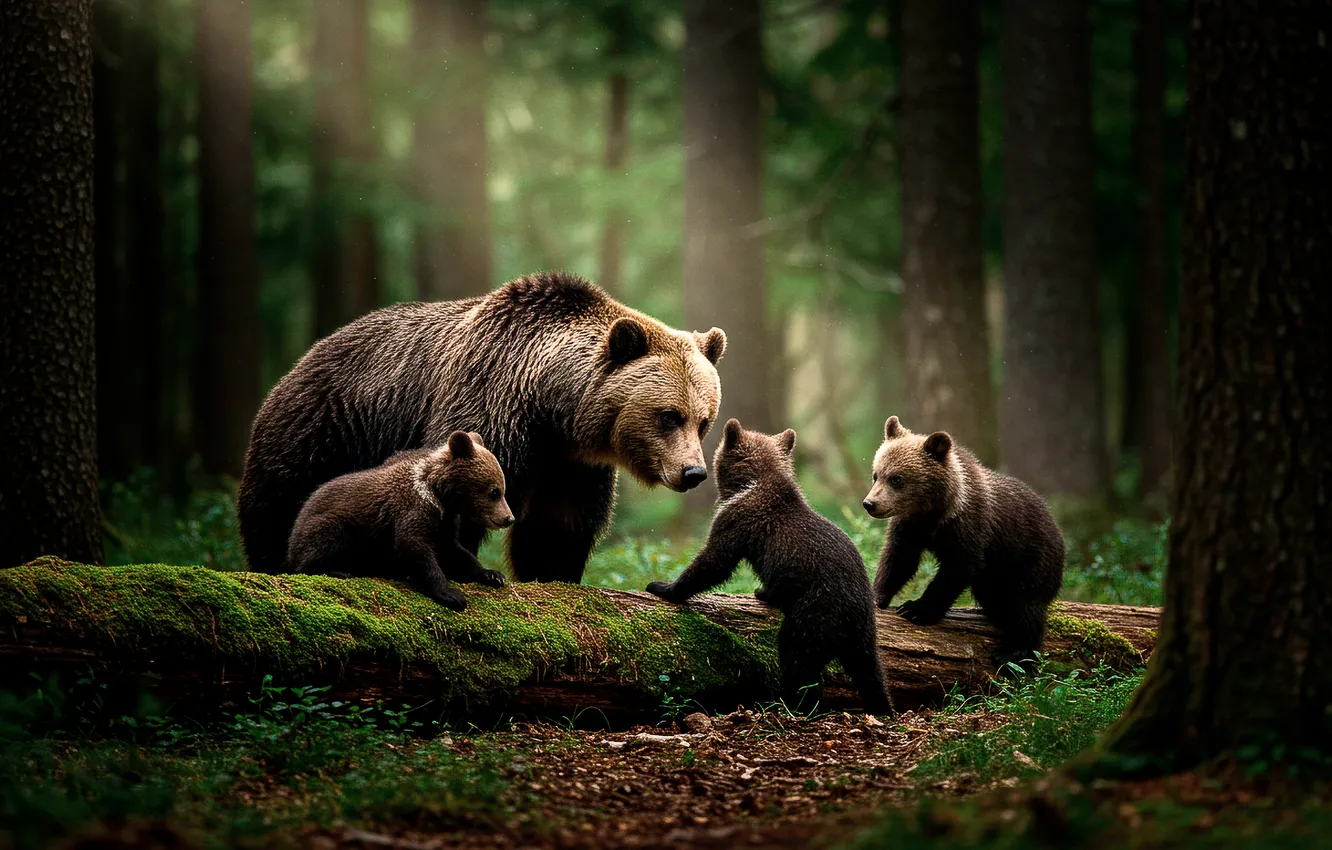 Photo wallpaper forest, Wallpaper, moss, art, wallpaper, bear, log, forest