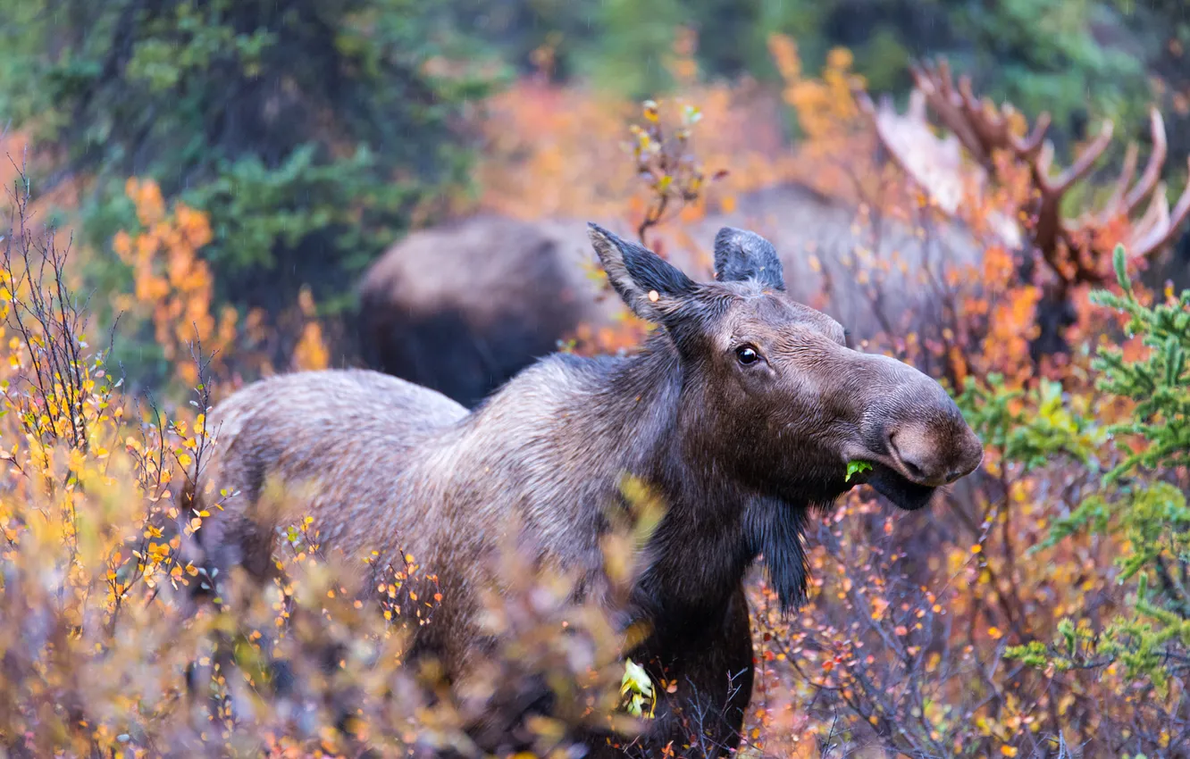 Photo wallpaper autumn, moose, teen, calf