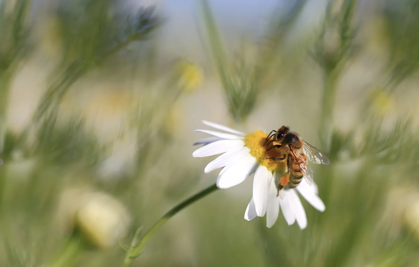 Photo wallpaper macro, flowers, bee, chamomile, blur, spring, meadow, insect