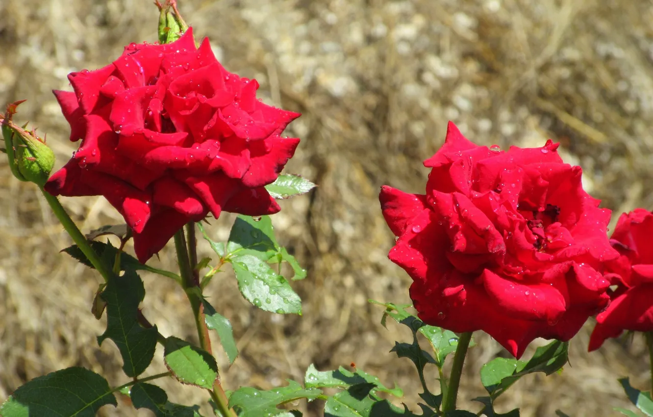 Photo wallpaper Summer 2018, Meduzanol ©, roses, red roses