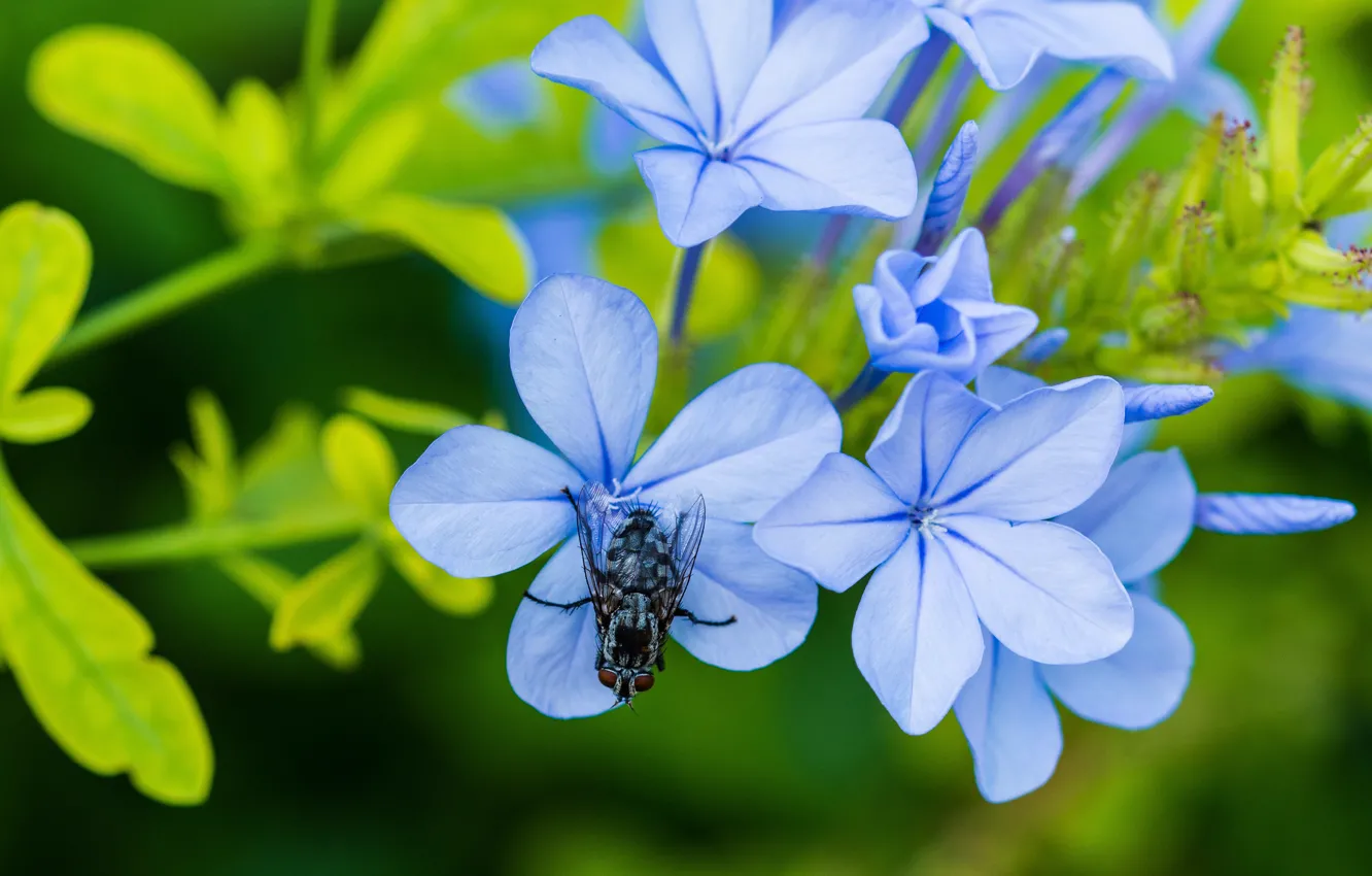 Photo wallpaper macro, flowers, fly, blue