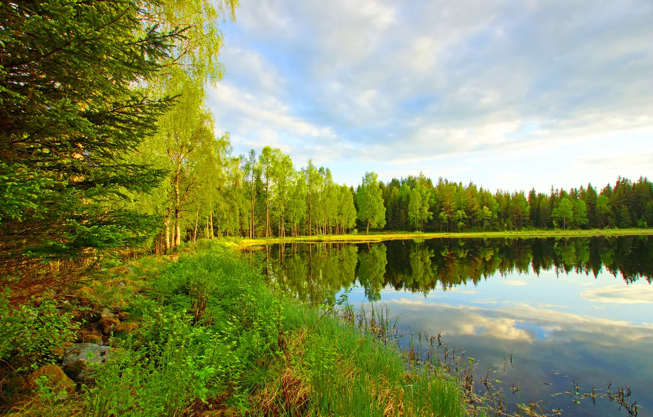 Photo wallpaper forest, the sky, clouds, trees, lake, pond, river