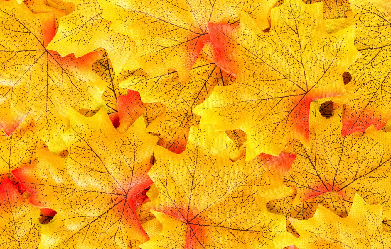 Photo wallpaper autumn, leaves, background, colorful, maple, background, autumn, leaves