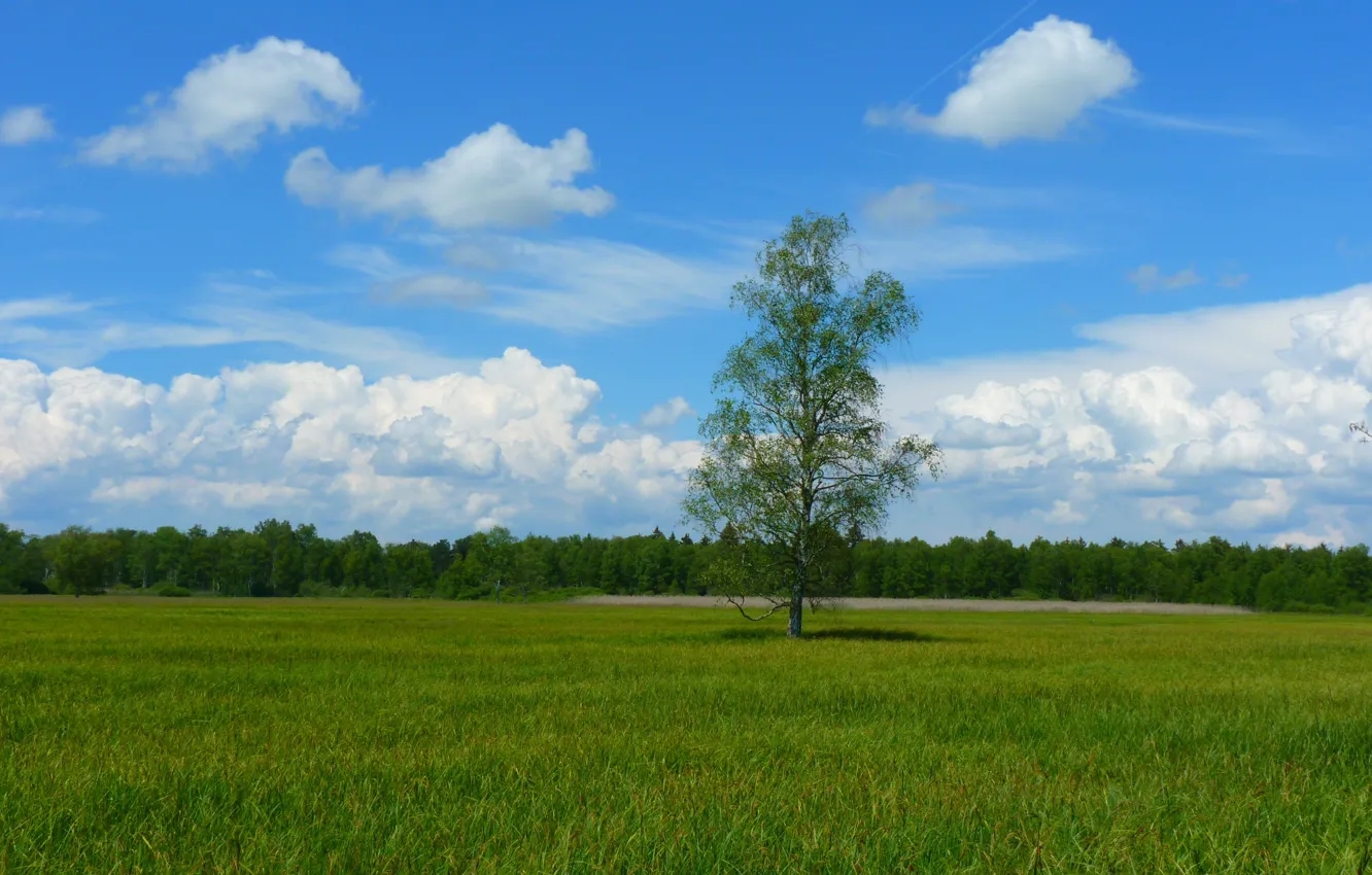 Photo wallpaper greens, the sky, grass, clouds, landscape, nature, tree, birch