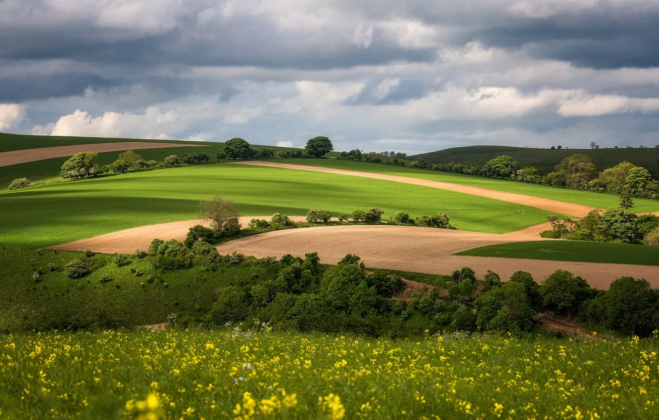 Photo wallpaper field, forest, the sky, clouds, trees, flowers, yellow, hills