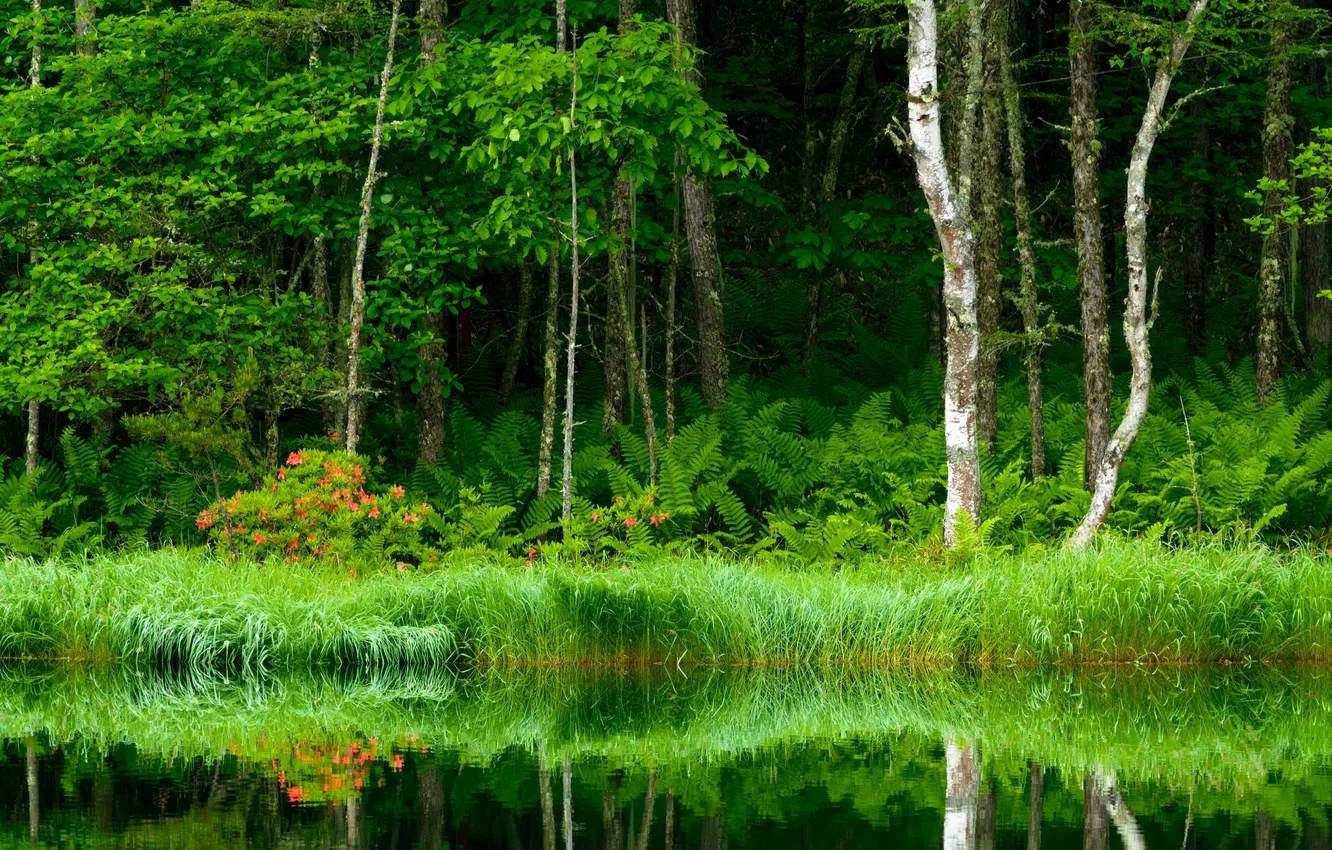 Photo wallpaper forest, landscape, nature, lake