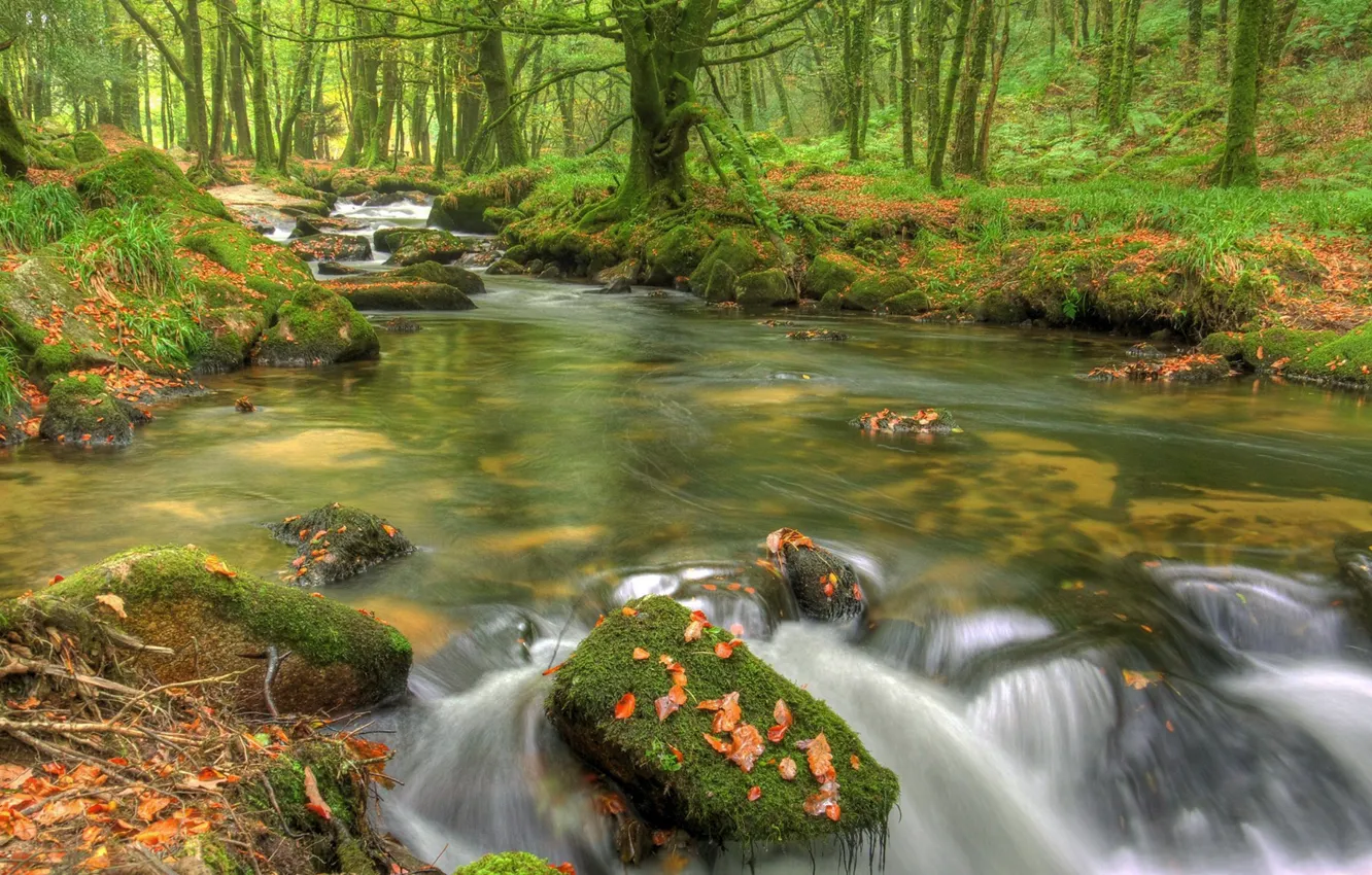 Photo wallpaper water, trees, river, stones, for