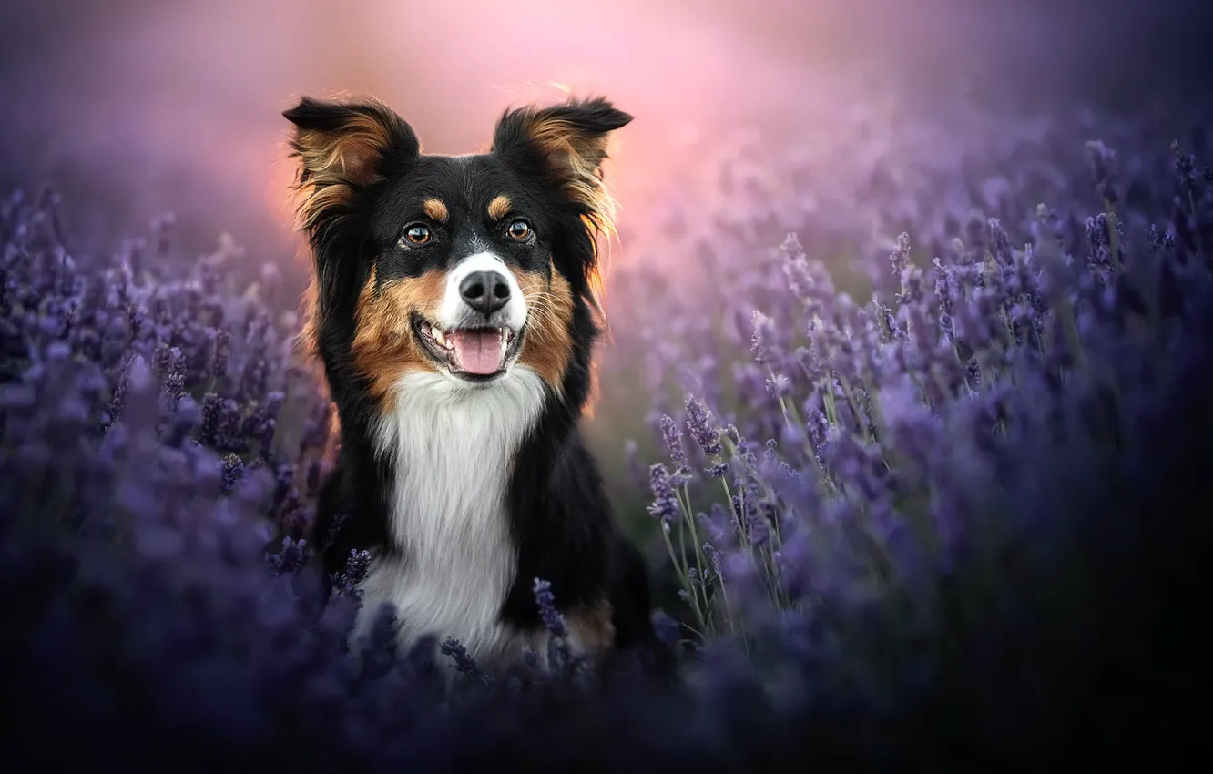 Photo wallpaper face, dog, lavender