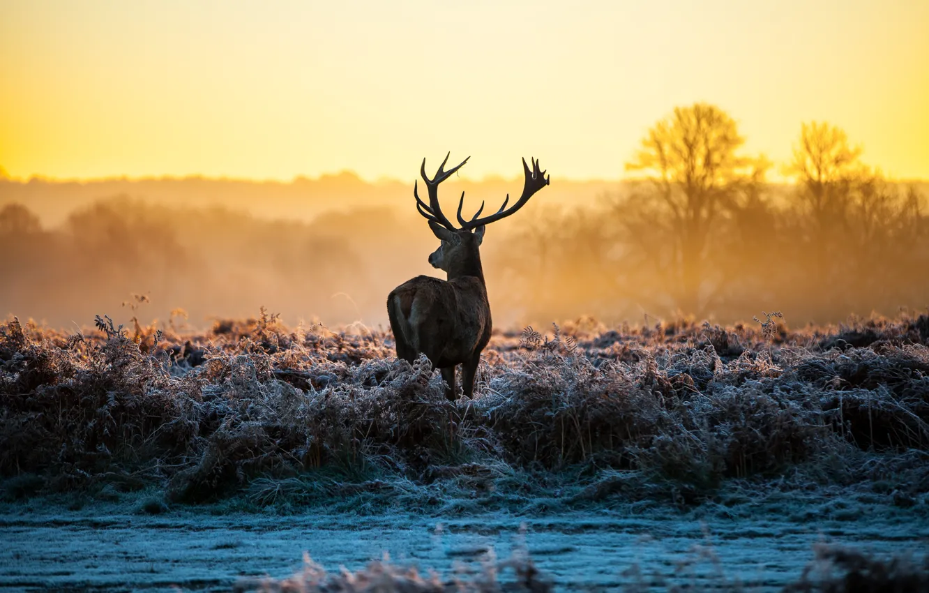 Photo wallpaper frost, grass, nature, dawn, deer