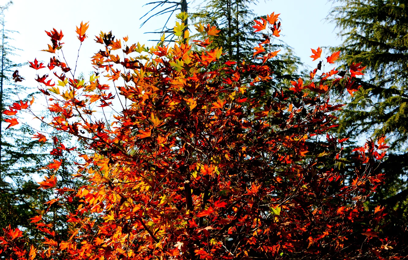 Photo wallpaper Tree, Autumn, Leaf