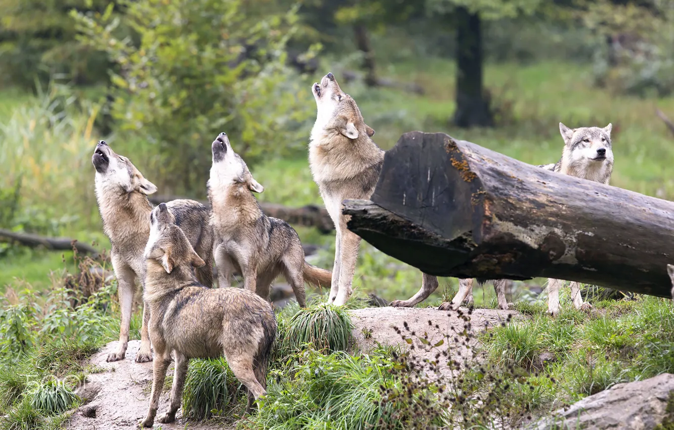 Photo wallpaper wolf, pack, howl