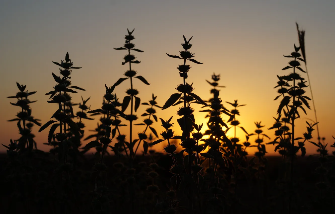 Photo wallpaper sunset, nature, the steppe, plants, silhouette, nature, sunset, plant