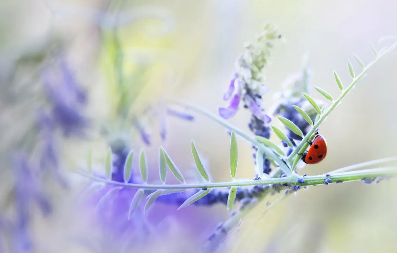 Photo wallpaper nature, background, ladybug