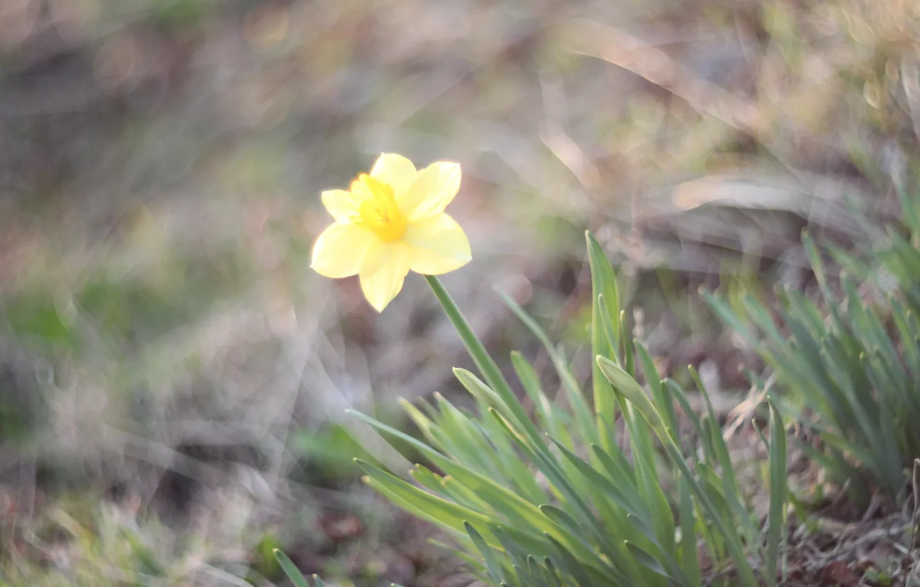 Photo wallpaper grass, flowers, blur