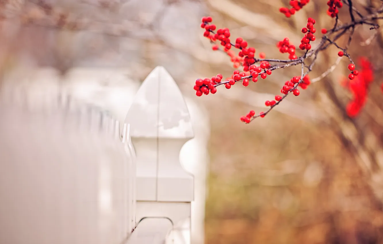 Photo wallpaper nature, berries, the fence