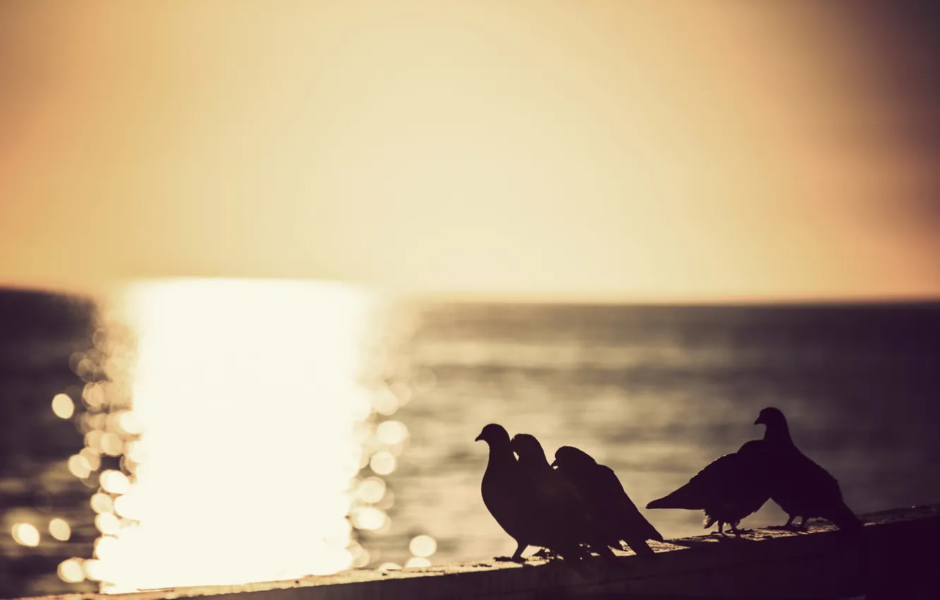 Photo wallpaper sea, sunset, bird