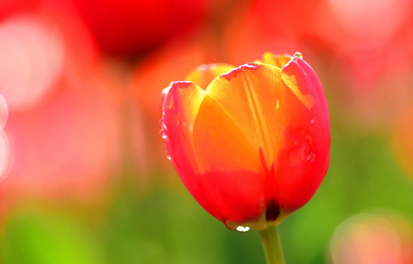 Photo wallpaper water, drops, flowers, Rosa, petals, tulips