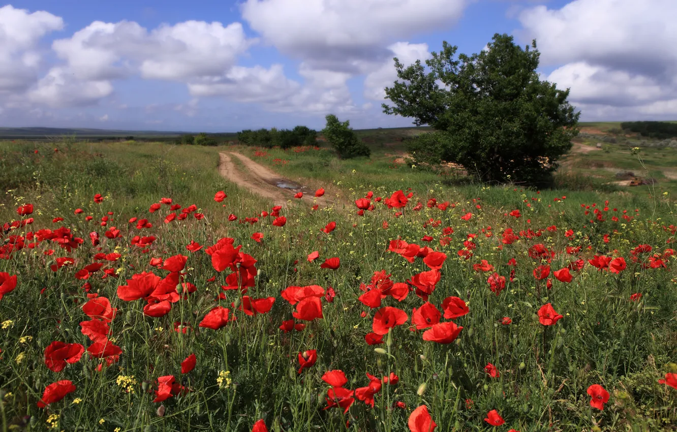 Photo wallpaper the sky, flowers, Maki, Taman