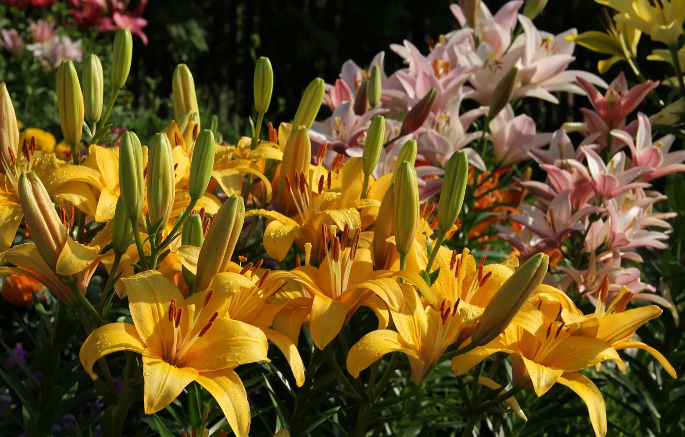Photo wallpaper summer, flowers, nature, Lily, beauty, garden, flowering, cottage