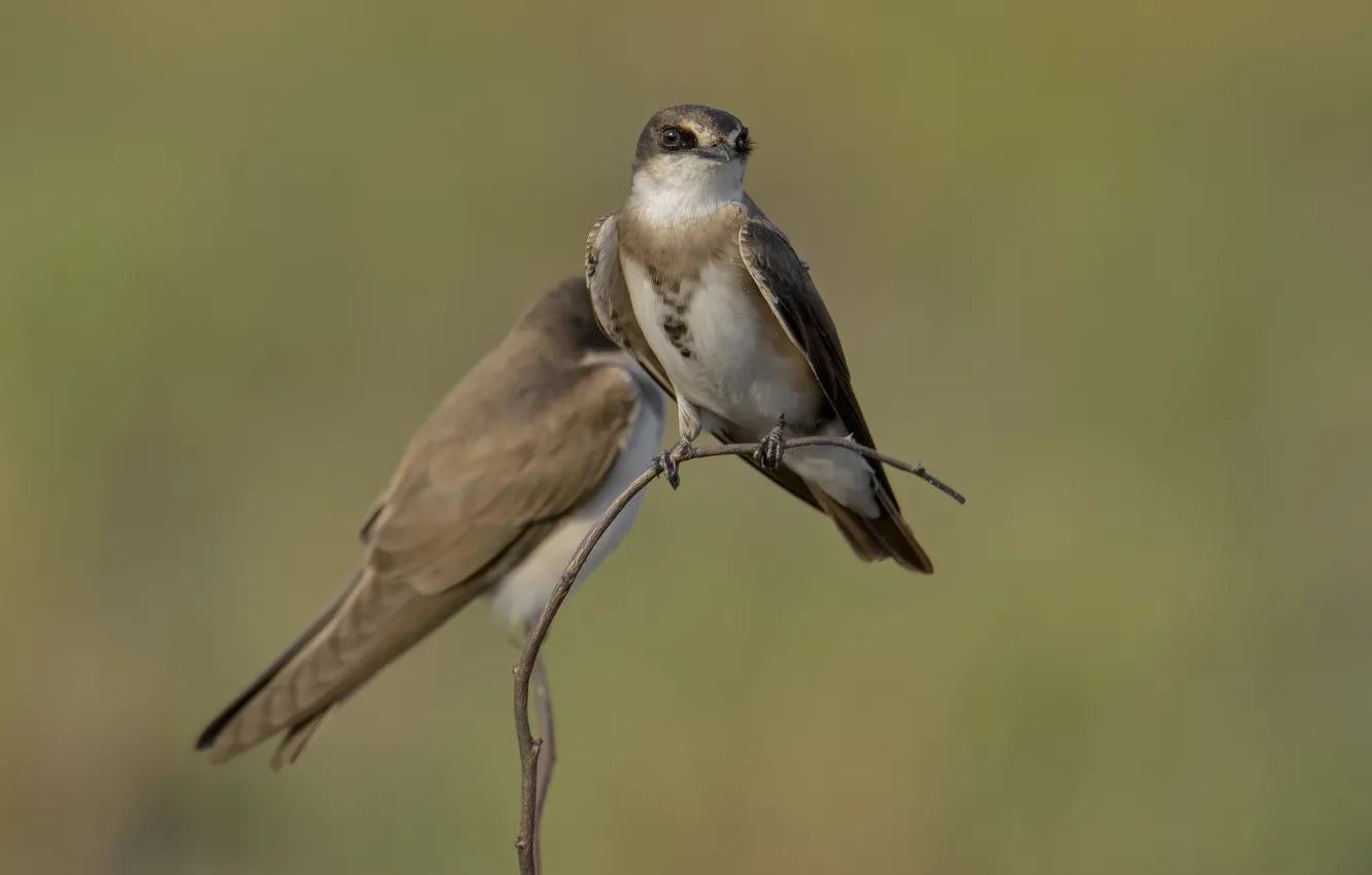 Photo wallpaper nature, sprig, background, bird, bird, DUELL ©