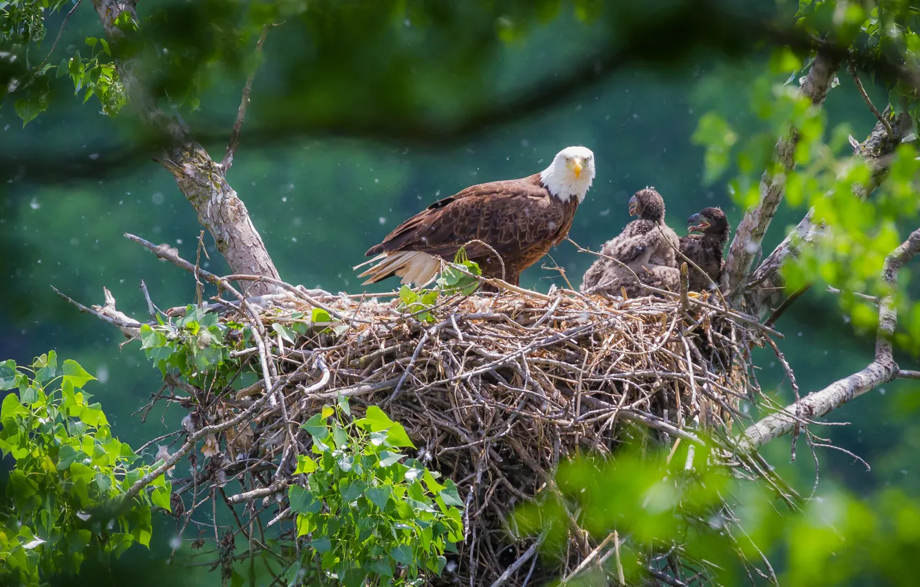 Photo wallpaper greens, light, trees, branches, nature, bird, foliage, spring