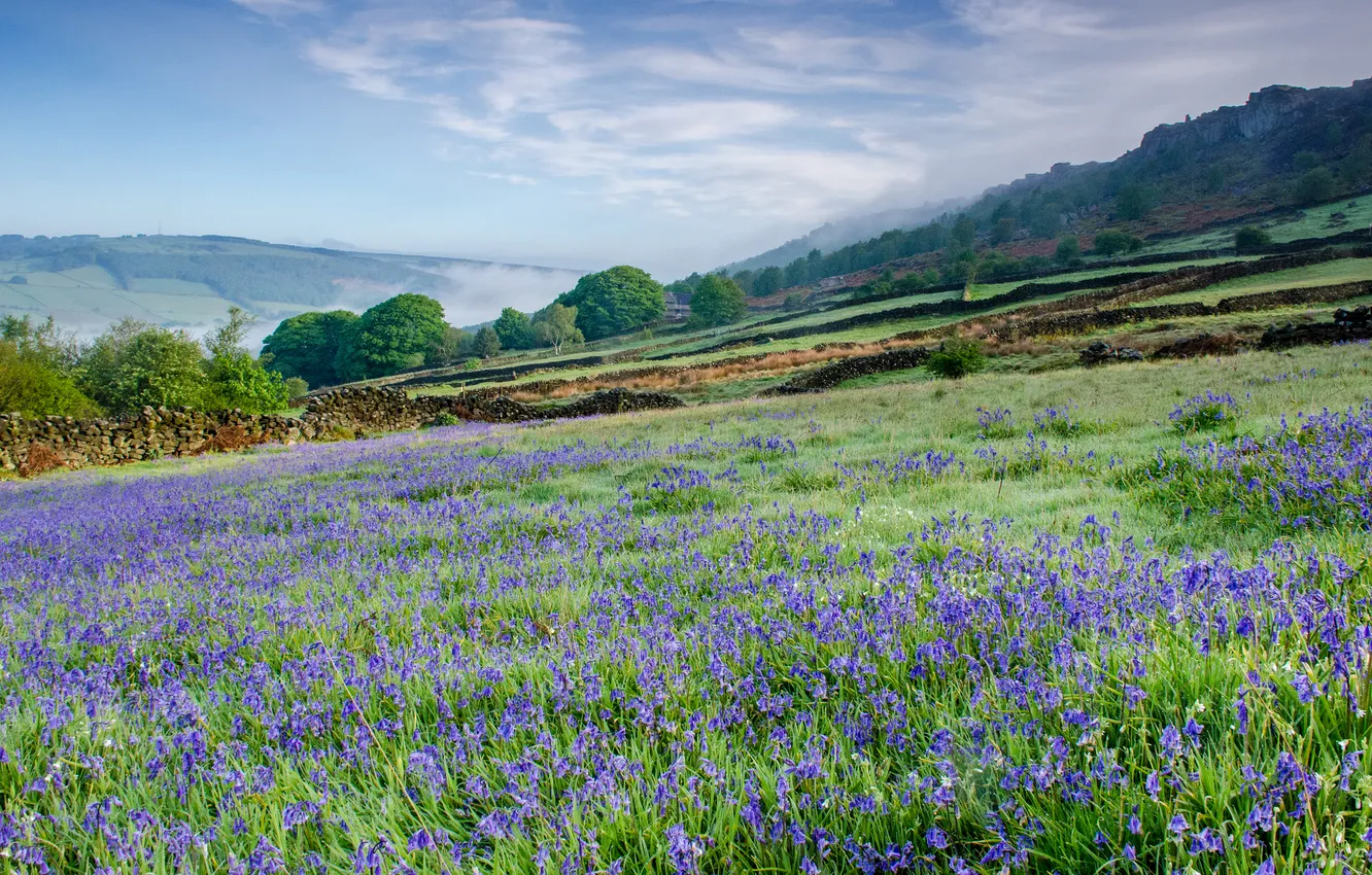 Photo wallpaper field, forest, the sky, clouds, flowers, mountains, stones, hills