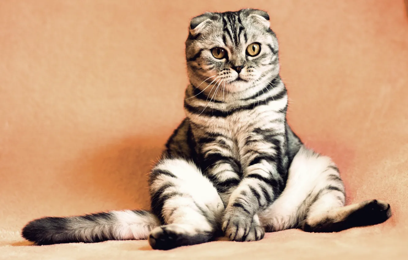 Photo wallpaper pose, sitting, kitty, pet
