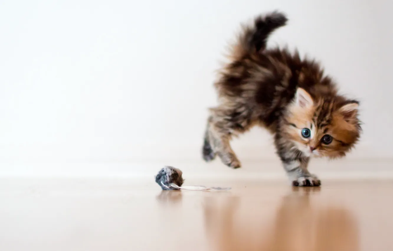Photo wallpaper cat, macro, kitty, fright, toy, ball, Daisy, Ben Torode