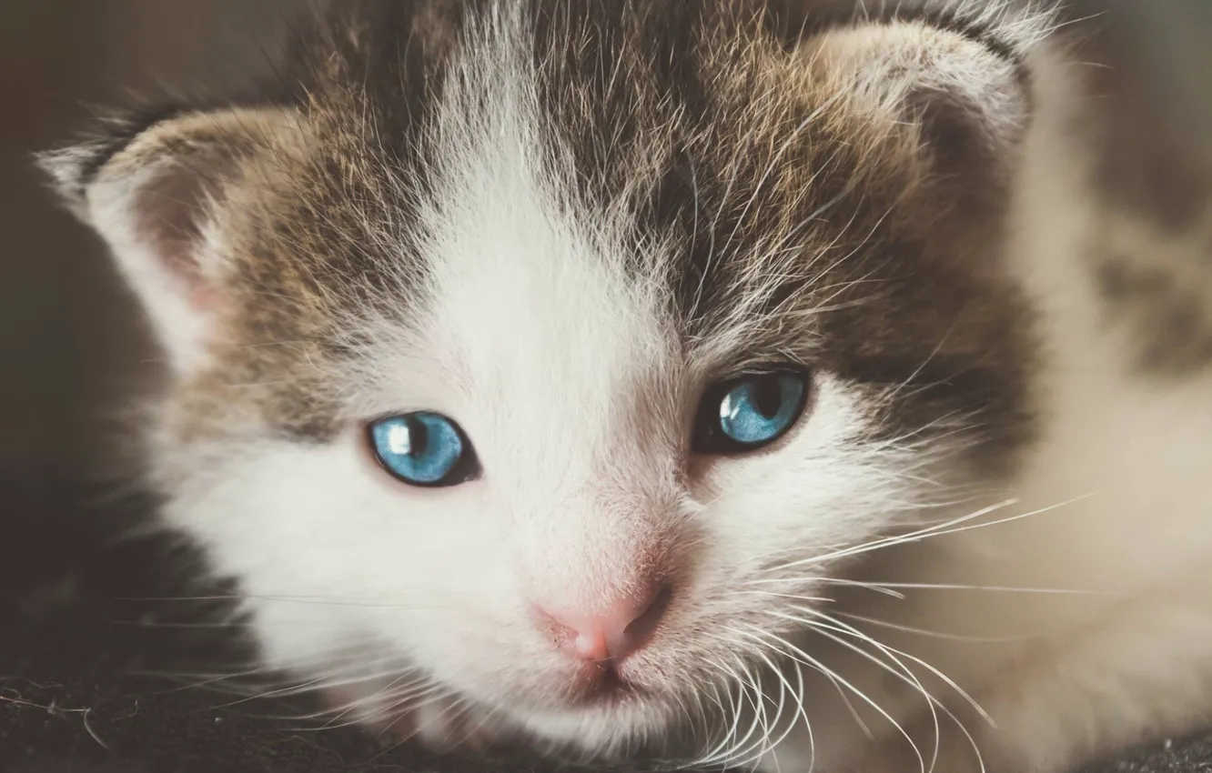 Photo wallpaper cat, eyes, mustache, kitty, portrait, small, muzzle, cute