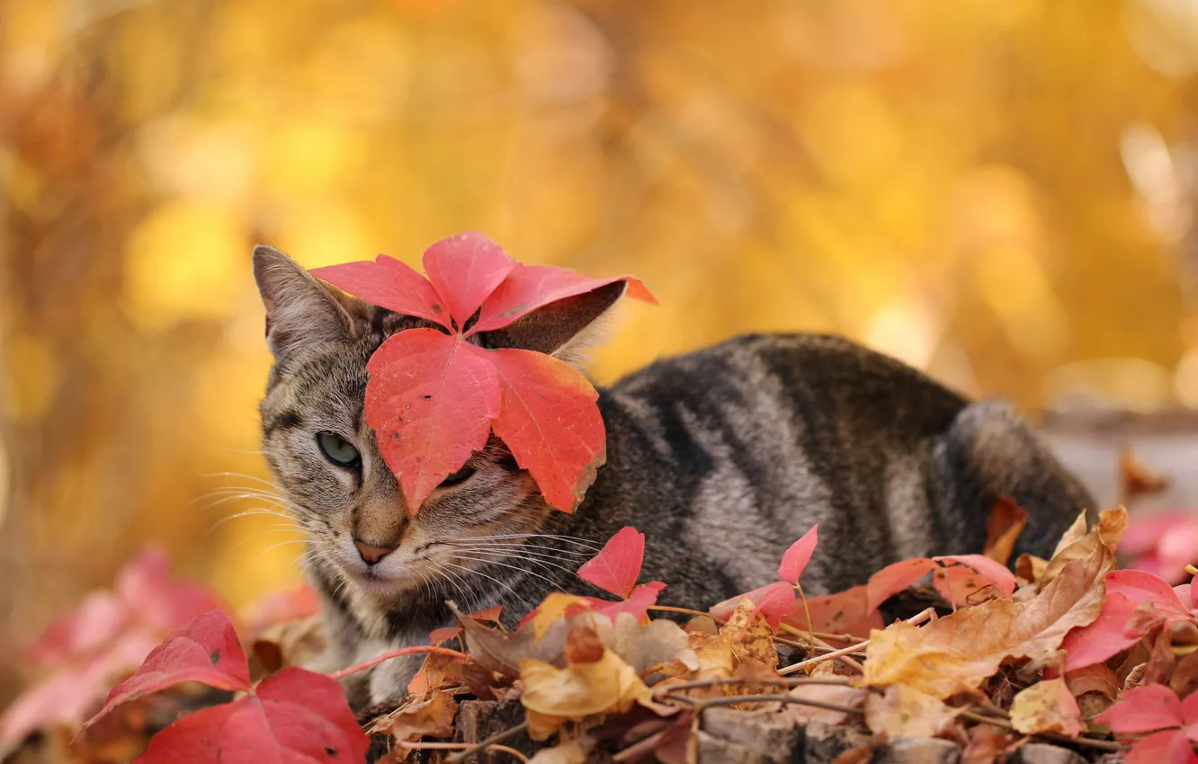 Photo wallpaper autumn, cat, leaves