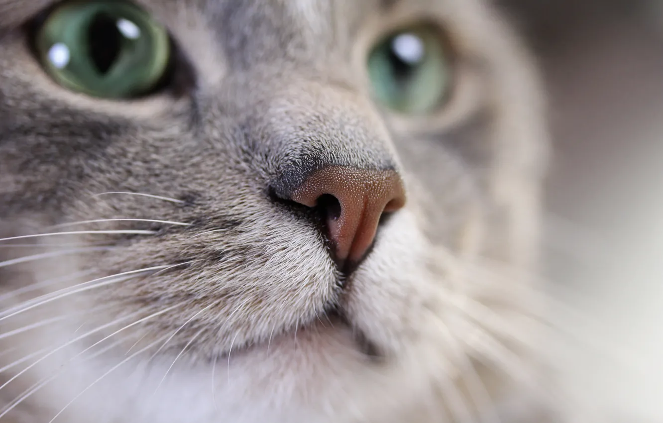 Photo wallpaper cat, mustache, look, grey, blur, muzzle, color, cat