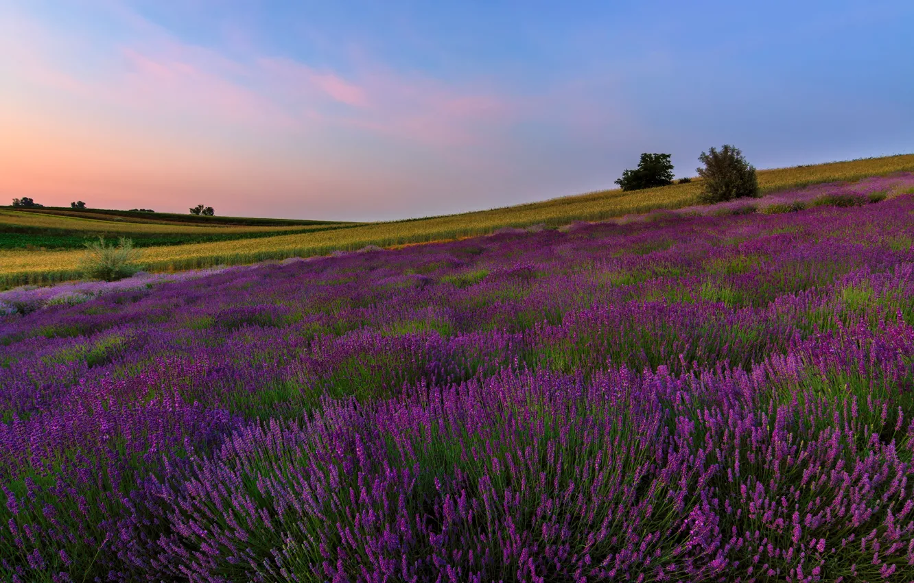 Photo wallpaper field, summer, flowers, nature, the evening, slope, hill, meadow