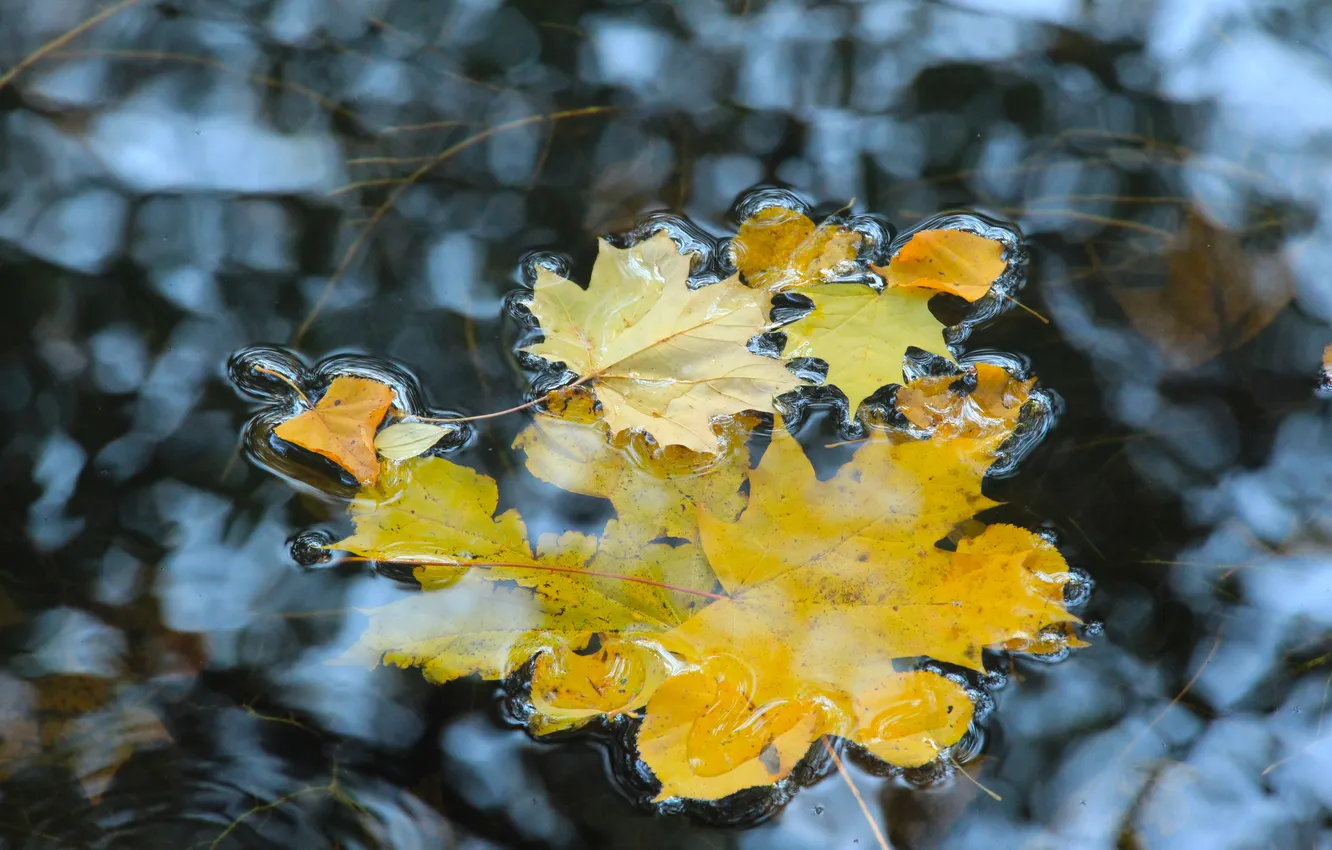 Photo wallpaper water, autumn, leafs, fall