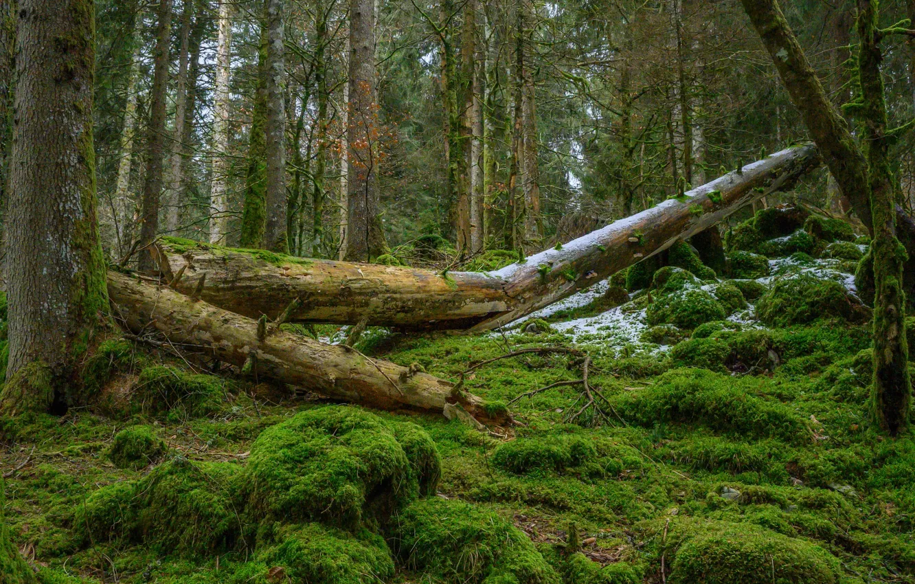 Photo wallpaper greens, forest, trees, branches, moss, log, windbreak, a fallen tree