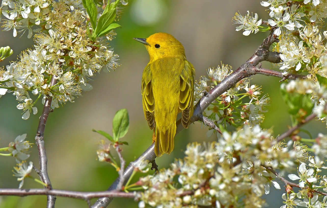 Photo wallpaper flowers, branches, bird, spring, flowering, yellow, a woodland songster